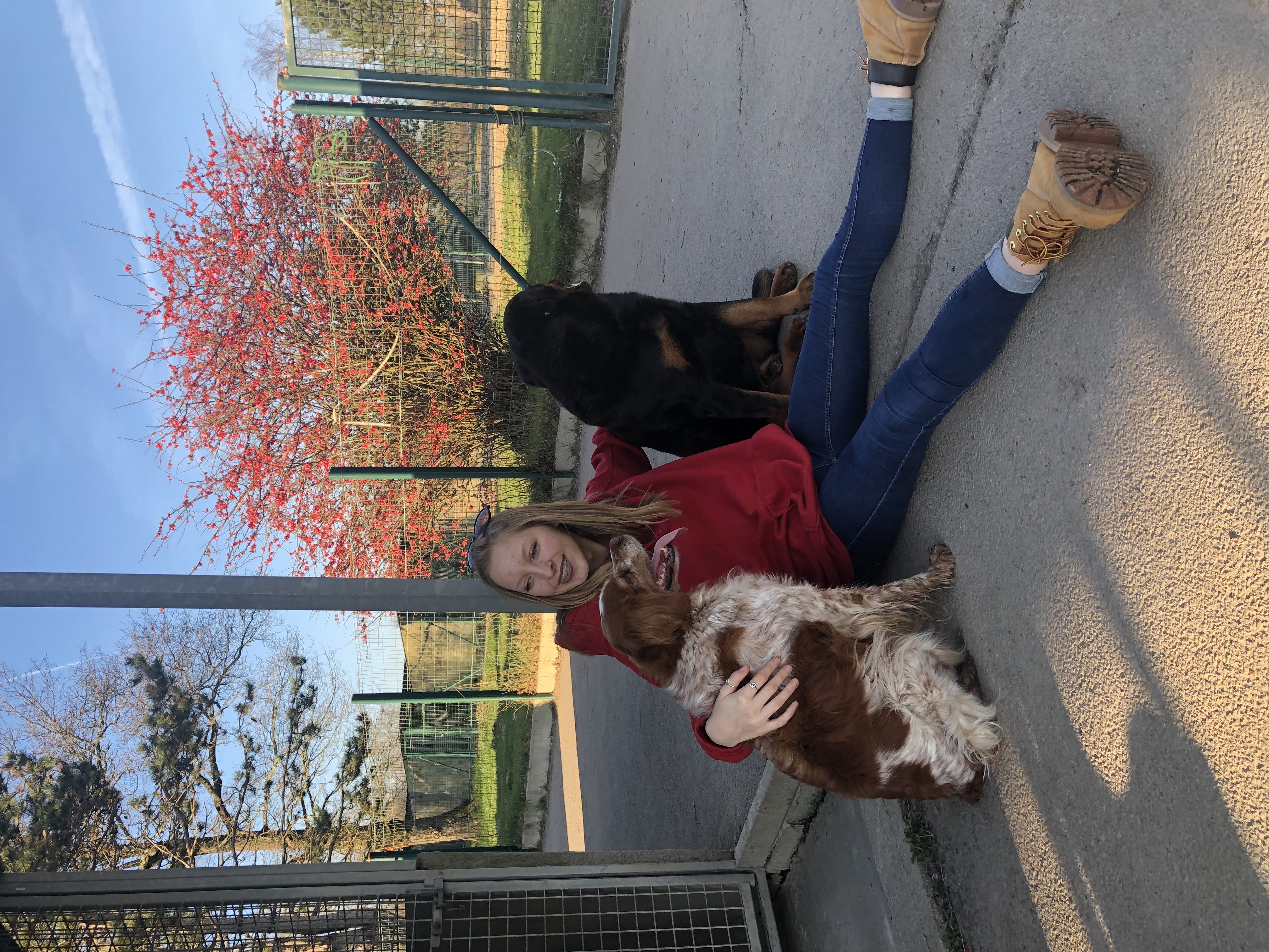 photo fille avec chiens